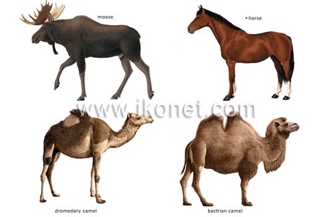 Ungulate - Alchetron, The Free Social Encyclopedia