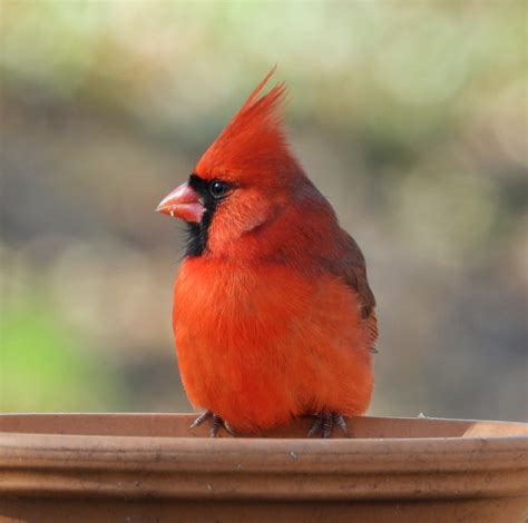 What is that red bird on my bird feeder?