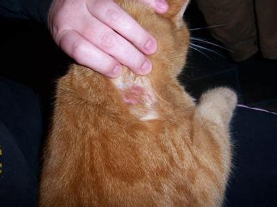 Skin Cancer In Cats - vrogue.co