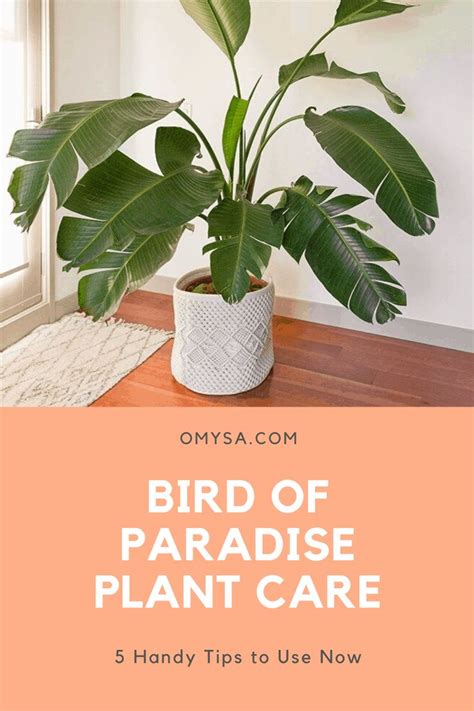Bird of Paradise Plant Care: 5 Handy Tips to Use Now | Plant care, Plants, Paradise plant