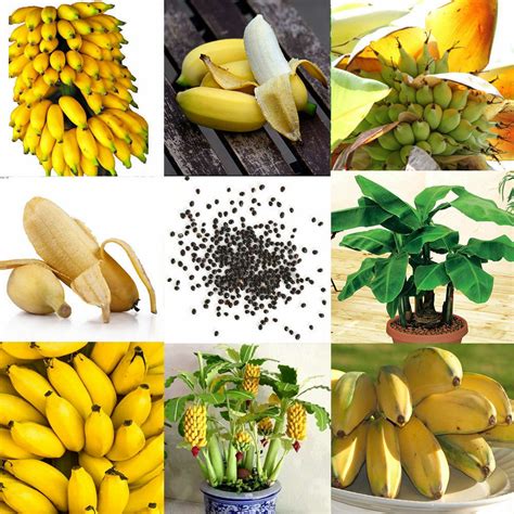 DWARF BANANA RARE PLANT SEEDS 4 SALE HERE ONLINE AUSTRALIA $4 - Sunblest Products