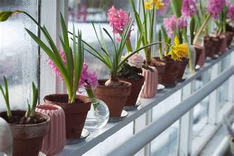 colorful, flowers, plant, nature, flowerpot, vase, water, outdoor, garden, display | Pxfuel