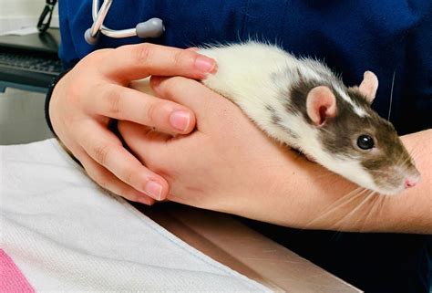 Five Things to Know About Rats | Tufts Now