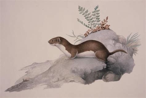 Least weasel, 19th century Photograph by Science Photo Library - Fine Art America