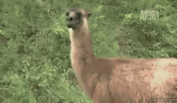 Llama Deal With It GIF - Llama DealWithIt Spit - Discover & Share GIFs