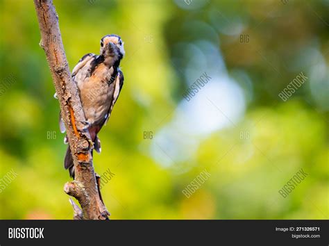 Syrian Woodpecker Image & Photo (Free Trial) | Bigstock