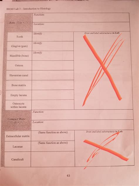 BI040 Lab 3 - Introduction to Histology Function: | Chegg.com