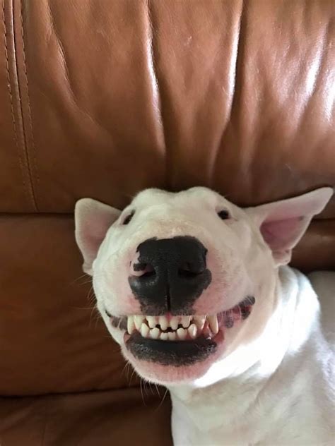 You are powerless against a Bull Terrier’s greatest weapon: The squinty ...