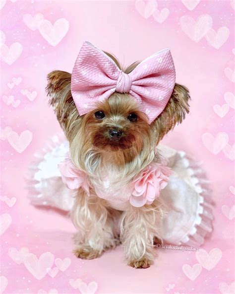 Girl Dog Clothes, Puppy Clothes, Dog Dresses, Yorkies, Zoey, Small Dogs, Dogs And Puppies, Cute ...