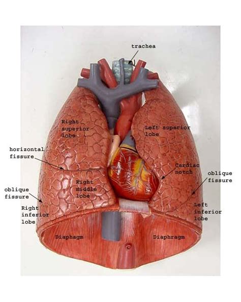 Anatomy Of Chest Cavity - Thoracic cavity | anatomy | Britannica.com ...