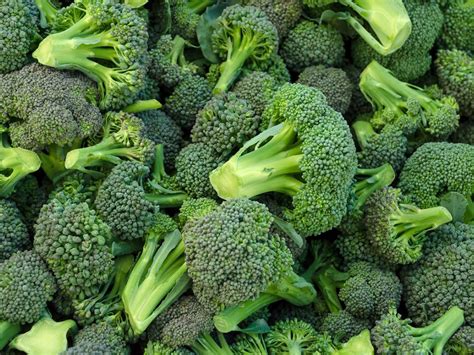 Storing Broccoli Heads: What To Do With Your Broccoli Harvest