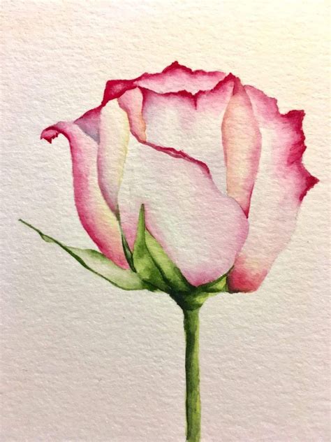 Rose Watercolor