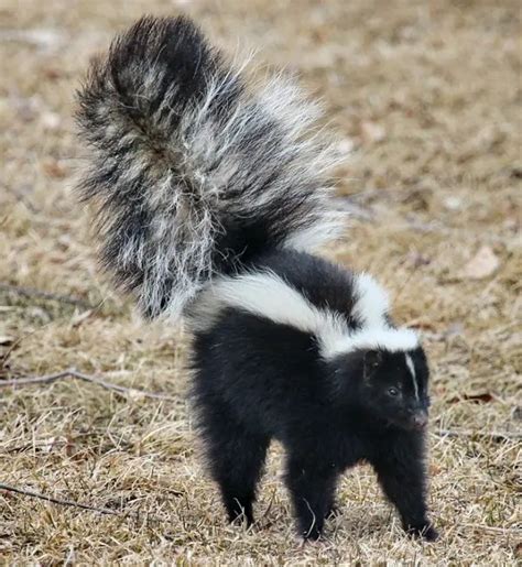 Trapping Skunks: Everything You Need to Know | TheGearHunt