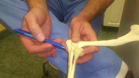 Coronoid Process Of Ulna – It's Anatomy And Function