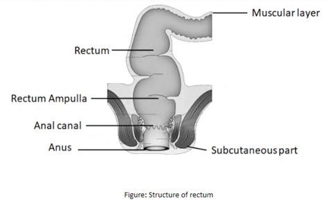 What is the function of the rectum?