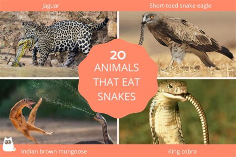 16+ Animals Eat Snakes - RaheelIndiah