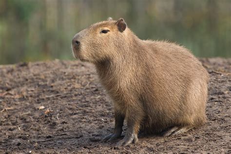 Capybara Wallpaper 4k