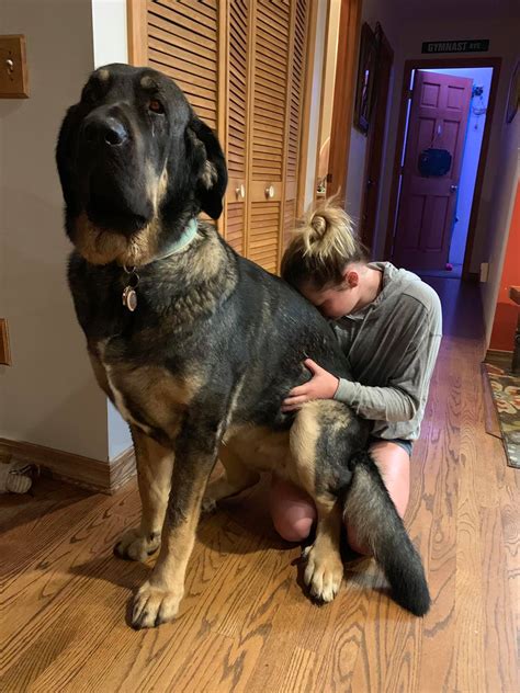 75 dogs that are massive but don’t know it