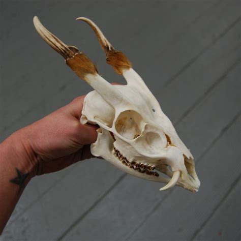 Genuine Reeves Muntjac Skull Fanged Deer Specimen Curiosity Dragon Skull Fangs Tusks | Small ...