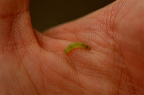 Inchworm | East Fork of the Black River Wisconsin State Natu… | Flickr