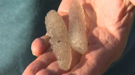 Pickle-looking sea creatures wash up along Oregon's coast