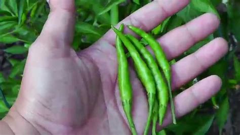 Growing Chile De Arbol - A Spicy Mexican Pepper Variety! - YouTube