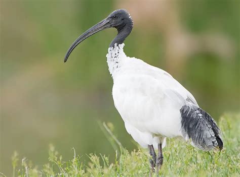 Australian White Ibis | The Animal Facts | Appearance, Diet, Habitat