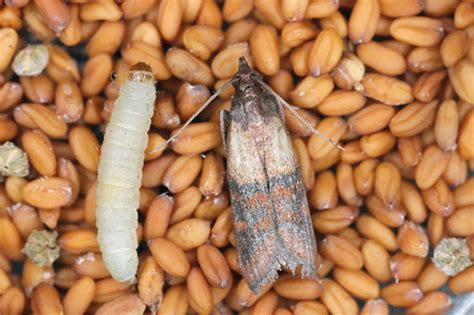 Moth Larvae on Your Kitchen Ceiling? Here's What to Do!