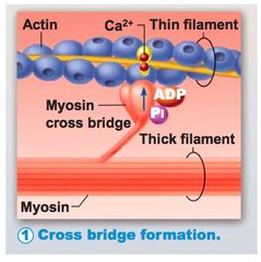 The Cross Bridge Cycle Steps Flashcards | Quizlet