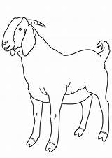 Coloring Pages  Goat For Kids sketch template