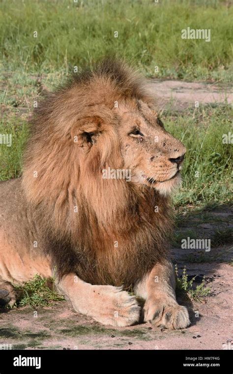 Close up of male lion laying down Stock Photo - Alamy