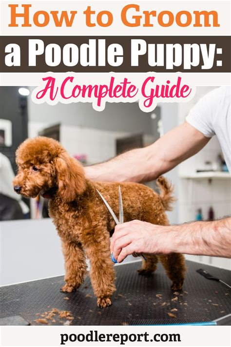 Poodle Training Tips | Poodle puppy, Poodle grooming, Poodle haircut