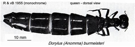 Dorylus Queen Caste (That's a BIG ant!) : r/ants