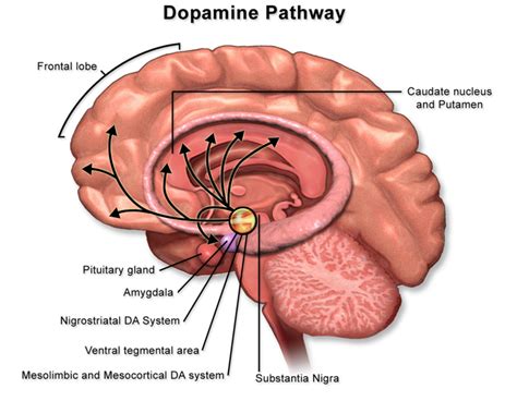 Dopamine - Physiopedia