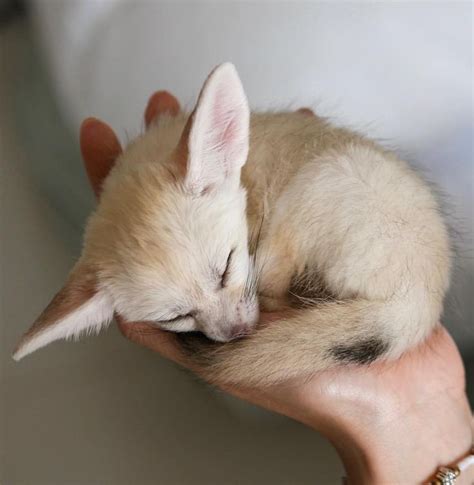 Fennec Every Hour! on Twitter | Pet fox, Baby animals, Fennec fox pet