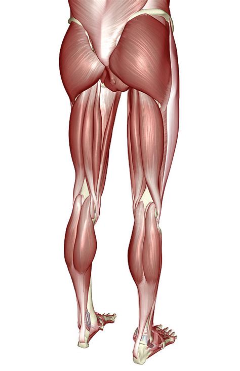 The Muscles Of The Lower Body by MedicalRF.com