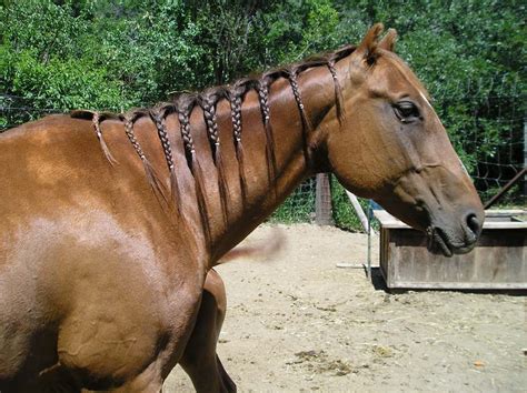 48 Top Images How To Braid Horse Hair : 9 Valuable Tips For Braiding And Saving Your Horse S ...