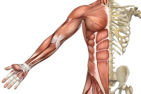 7 Important Muscular System Functions | MedGuidance