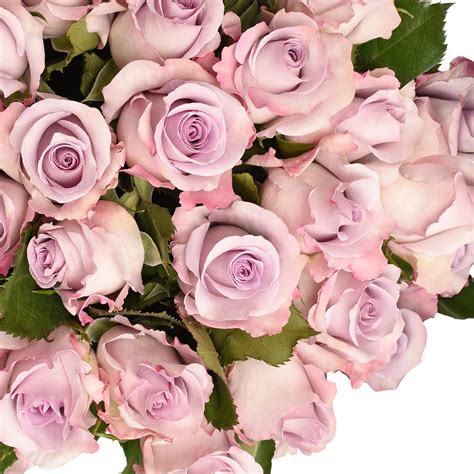 Fresh Cut Lavender Roses, 20", Pack of 100 by InBloom Group - Walmart.com