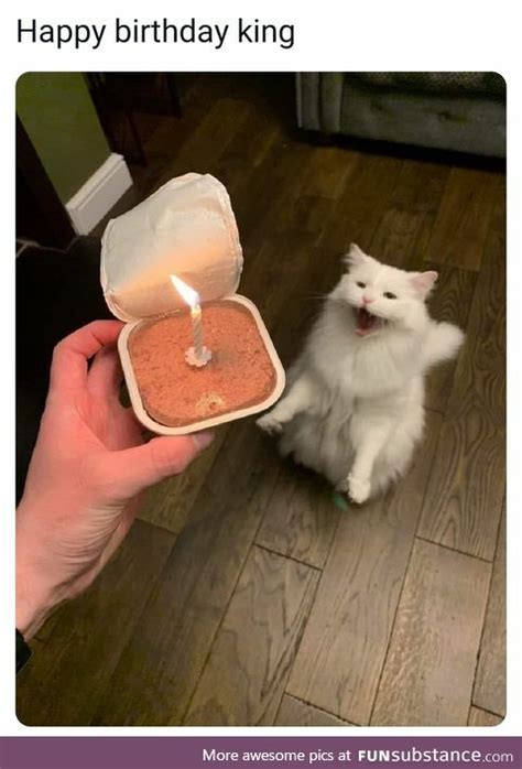 Funny Happy Birthday Cat Memes