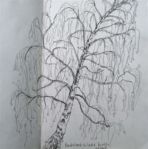 Birch Tree Sketch at PaintingValley.com | Explore collection of Birch Tree Sketch