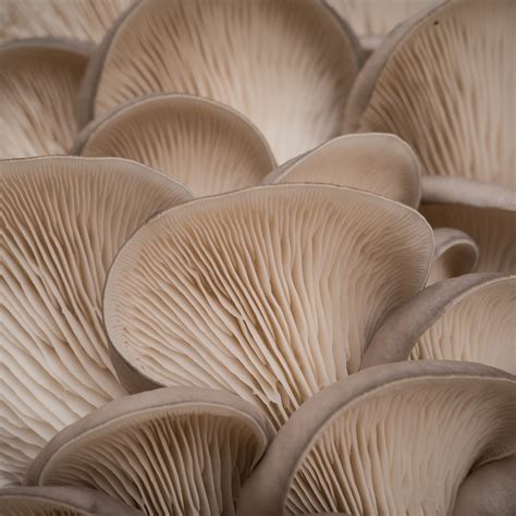 oyster mushrooms | Health Topics | NutritionFacts.org