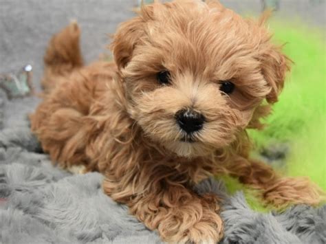 88+ Brown Maltipoo Puppies For Sale Near Me - l2sanpiero