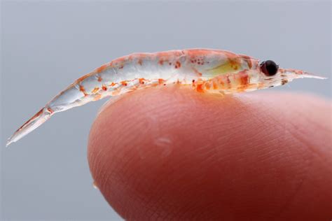 Species Spotlight: Antarctic Krill — Human Nature Projects