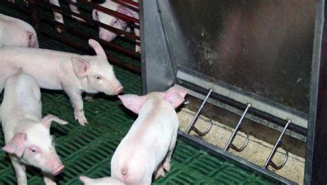 7 Best Pig Feeders 2022: Reviews & Buying Guide - Sand Creek Farm