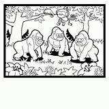 Silverback Gorilla Coloring Pages At GetColoringscom  Free Printable sketch template