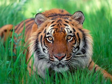 Sumatran Tiger