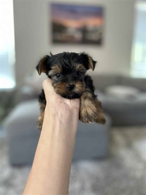 Yorkie Puppies | PetClassifieds.com