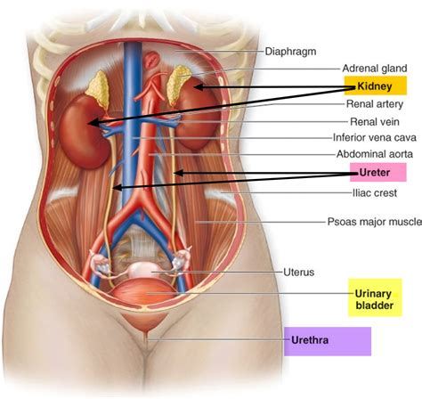 Ureter Anatomy & Function - Ectopic Ureter, Ureter Pain & Ureter Cancer