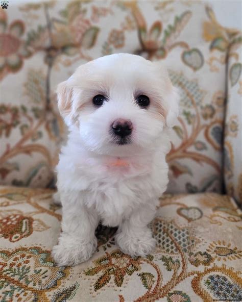 Coton de Tulear Puppies for Sale | Greenfield Puppies